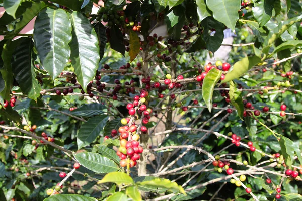コスタリカにおけるコーヒー農園のベリー — ストック写真