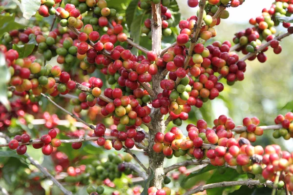 Berries of coffee plantations in Costa Rica — Stock Photo, Image