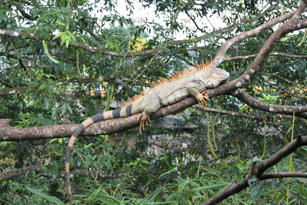 Wild Green Iguana, Kostarika — Stock fotografie