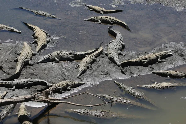 Crocodiles in the Tarcoles River, Costa Rica — Stock Photo, Image