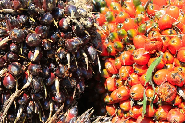 Palm oil fruits, Costa Rica — Stock Photo, Image