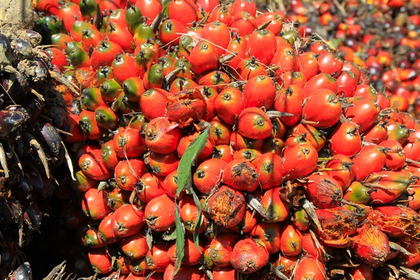 Плоды пальмового масла, Коста-Рика — стоковое фото