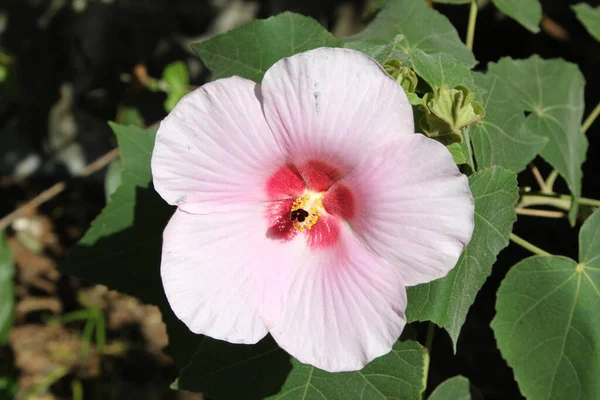 Lindas flores da Costa Rica — Fotografia de Stock