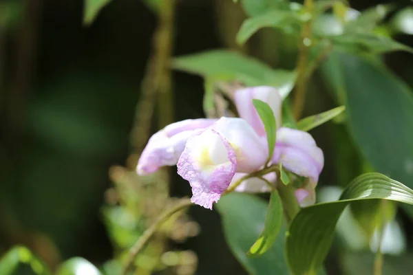 Hermosas flores de Costa Rica — Foto de Stock