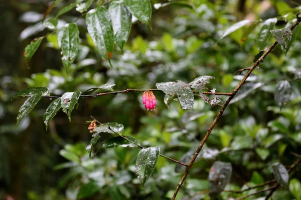 Belles fleurs du Costa Rica — Photo