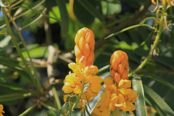 Schöne Blumen von Costa Rica — Stockfoto