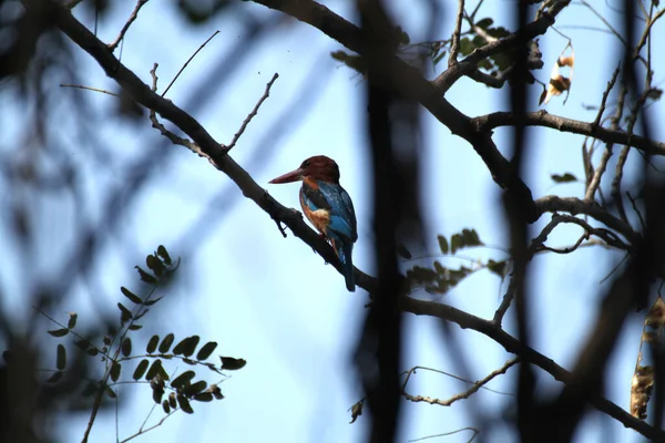 Kingfisher в Национальном парке Кеолахана, Индия — стоковое фото