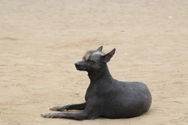 Ο Περουβιανός γυμνός σκύλος, εθνική κληρονομιά — Φωτογραφία Αρχείου