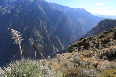 Colca Kanyonu 'nun Panoramik Görünümü, Peru