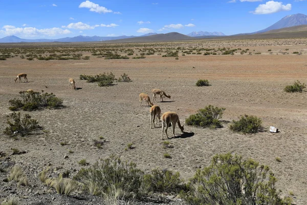 Peruánská krajina na cestě do Arequipy — Stock fotografie