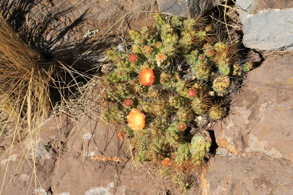 Un beau buisson de cactus en fleurs, Pérou — Photo