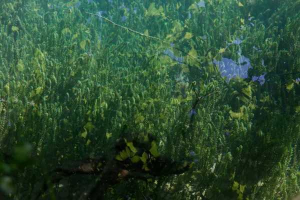 Italien, Die Magie des Wassers auf der Livenza — Stockfoto