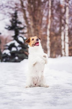 Jack Russell Terrier karda oturmuş pençeleriyle bir şeyler istiyor.