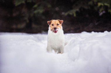 Jack Russell Terrier kış ormanında eğleniyor.