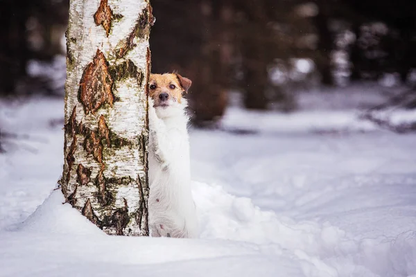 ジャック ラッセル テリア木の後ろの雪の森に隠れて — ストック写真