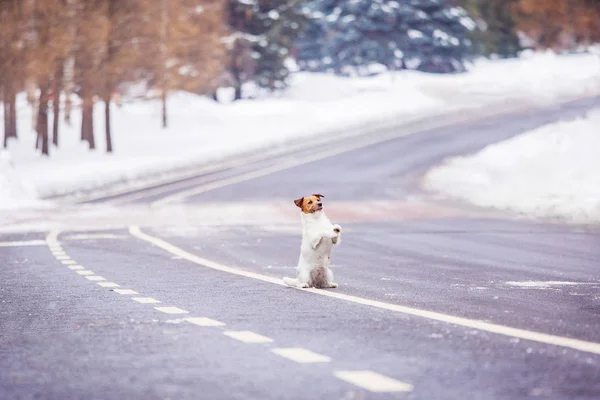 Jack Russell Terrier Aszfalt Téli Erdő Háttér — Stock Fotó