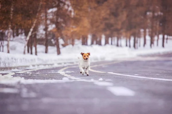 Jack Russell Terrier Aszfaltozott Úton Halad Téli Erdőn — Stock Fotó