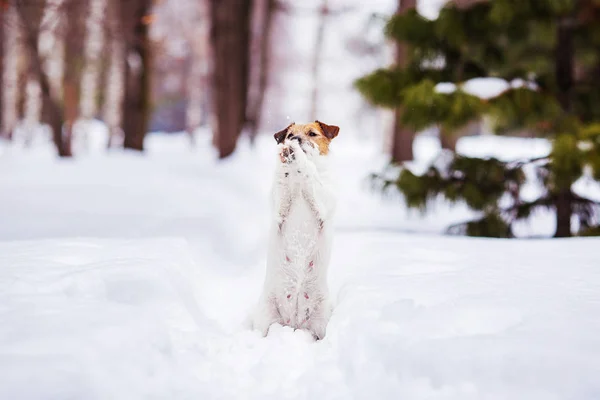 Jack Russell Terrier Sitzt Auf Schnee Und Gestikuliert Mit Pfoten — Stockfoto
