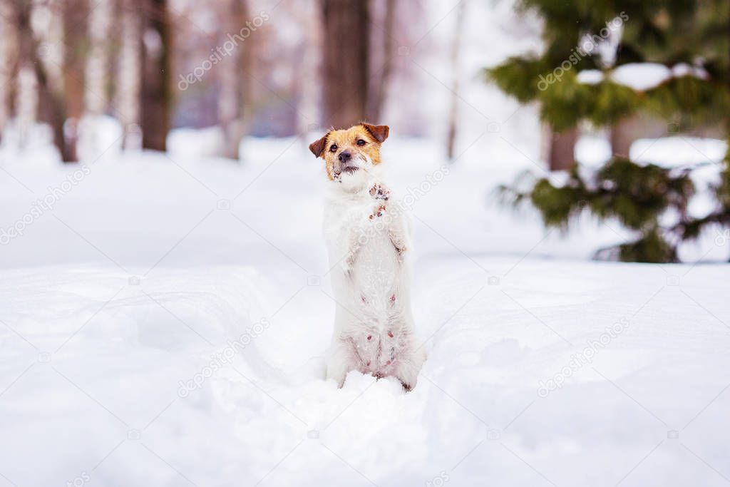 jack russell terrier sitting on snow gesturing with paws asking for something