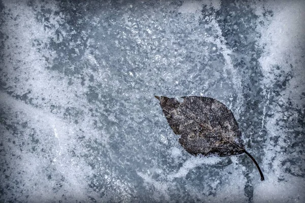 Background Fallen Leaf Tree Ice — Stock Photo, Image