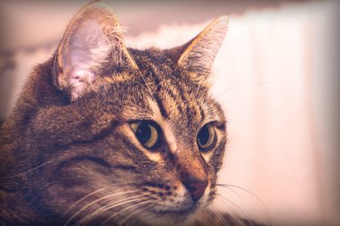 Bir kedinin yakın plan portresi