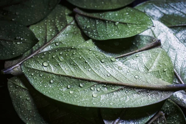 Fondo Hojas Verdes Cubiertas Con Gotas Agua Primer Plano — Foto de Stock