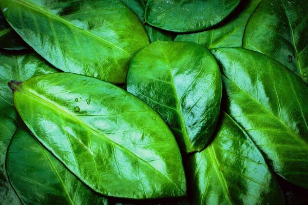 Background Texture Bright Green Leaves Plants Closeup — Stock Photo, Image