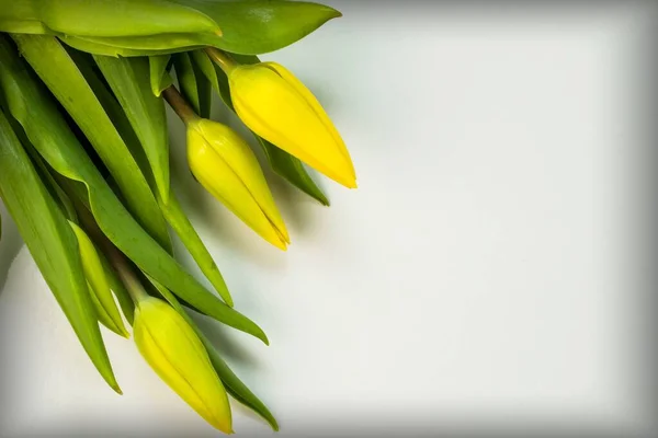 Flores Amarelas Isoladas Sobre Fundo Branco Conceito Férias Primavera — Fotografia de Stock