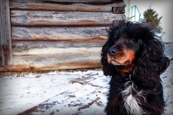 Black shaggy dog with a brown nose sits in the snow on a background of a wooden house