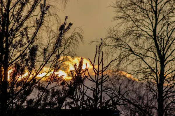 Belle Silhouette Branches Arbres Coucher Soleil Sur Les Nuages — Photo