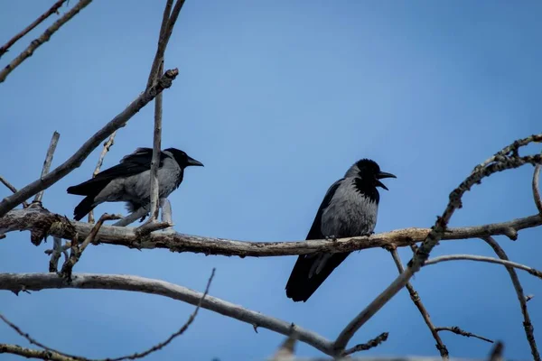 Dos Grandes Pájaros Grises Con Pico Negro Están Sentados Una — Foto de Stock