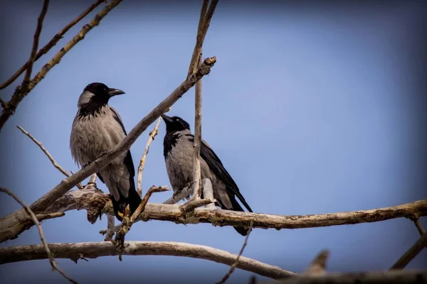 Twee Grote Grijze Vogels Met Een Zwarte Snavel Zitten Een — Stockfoto