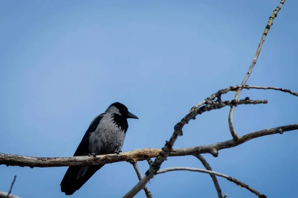 Gran Pájaro Gris Con Pico Negro Sienta Una Rama Seca —  Fotos de Stock