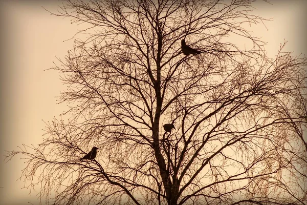 Paisagem Com Silhuetas Pássaros Uma Árvore Contra Céu Crepúsculo — Fotografia de Stock