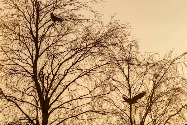 Paysage Avec Des Silhouettes Oiseaux Sur Arbre Contre Ciel Crépusculaire — Photo