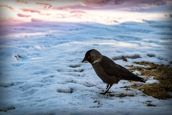 Pájaro Negro Plateado Con Ojos Blancos Pico Negro Sienta Suelo — Foto de Stock