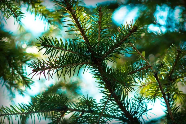 Зеленые Еловые Ветви Крупным Планом Голубом Фоне Неба — стоковое фото