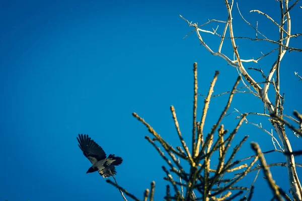 Fågel Flygning Mot Den Blå Himlen Och Trädgrenar — Stockfoto