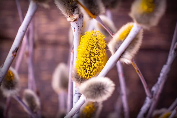 Lkbaharda Söğüt Sarısı Catkins Yakın Planda — Stok fotoğraf