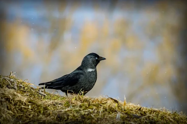 Ein Schwarzer Vogel Mit Weißen Augen Und Schwarzem Schnabel Läuft — Stockfoto
