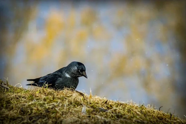 Oiseau Noir Aux Yeux Blancs Bec Noir Marche Long Colline — Photo