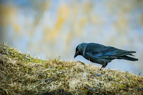 Ein Schwarzer Vogel Mit Einem Insekt Schnabel Geht Den Hang — Stockfoto