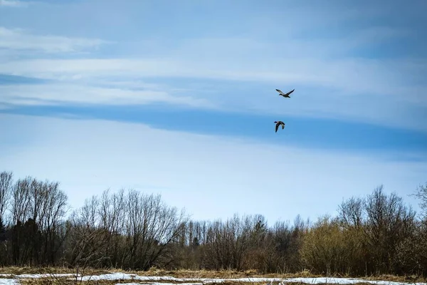 Lente Landschap Met Bosrand Vogels Vliegen Lucht — Stockfoto