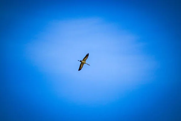 Zwevende Kraanvogels Het Blauw Lucht — Stockfoto