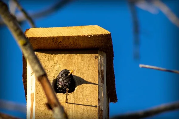 Pájaro Negro Con Pico Amarillo Hueco Una Pajarera Sobre Fondo — Foto de Stock