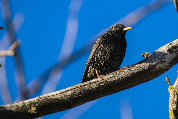 Pássaro Preto Com Plumagem Colorida Bico Amarelo Senta Galho Árvore — Fotografia de Stock