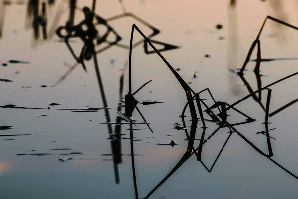 Morgenlandschaft Mit Einer Wasseroberfläche Der Sich Himmel Und Schilf Spiegeln — Stockfoto