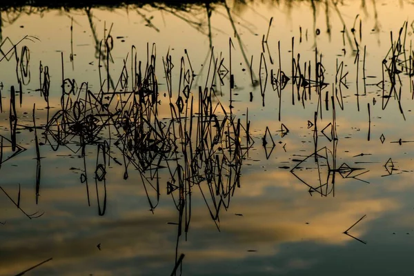 Morgenlandschaft Mit Einer Wasseroberfläche Der Sich Himmel Und Schilf Spiegeln — Stockfoto