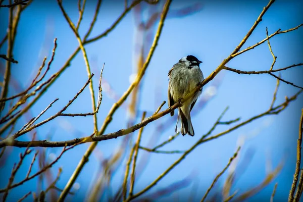 Liten Fågel Gren Mot Den Blå Himlen — Stockfoto