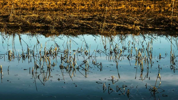 Ranní Krajina Vodní Hladinou Odrazem Oblohy Rákosí Pobřeží — Stock fotografie